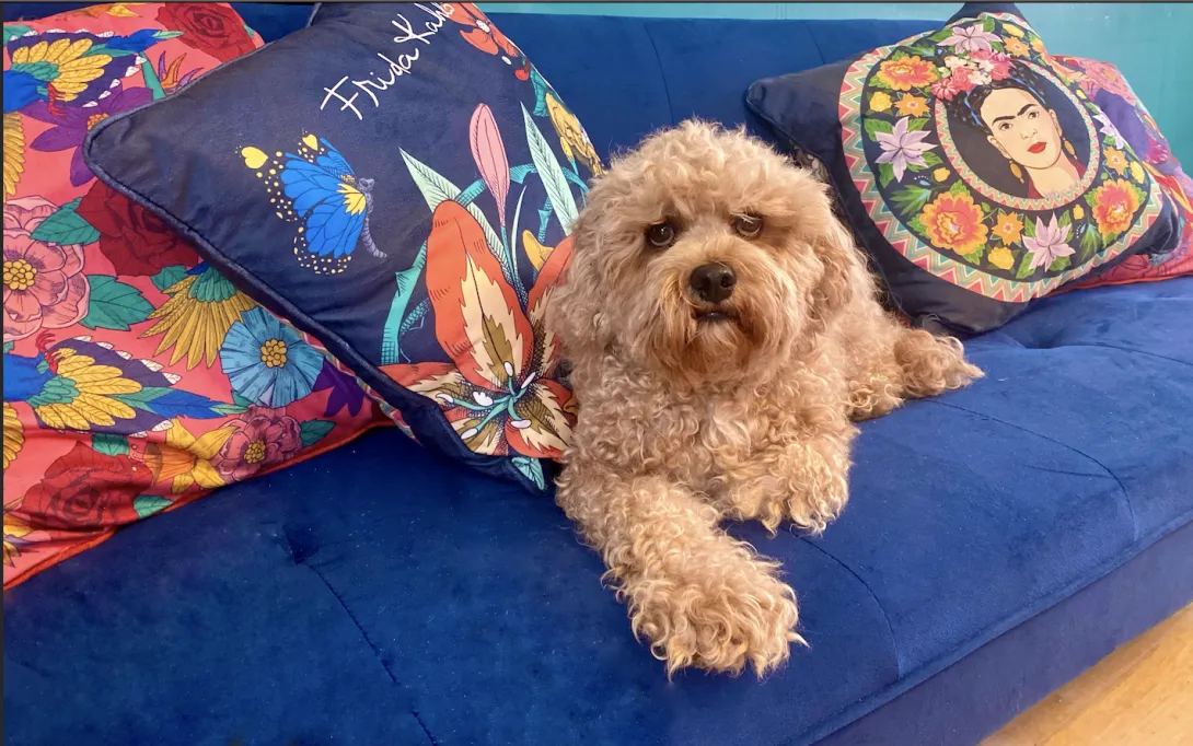 Jeuje Interiors blue sofa with Frida Kahlo mexican cushions and cavoodle puppy